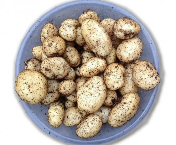 Expect a bumper crop from the Doctor Grow potato growing kit
