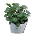 An example of a strong, healthy potato plant grown using our kit.