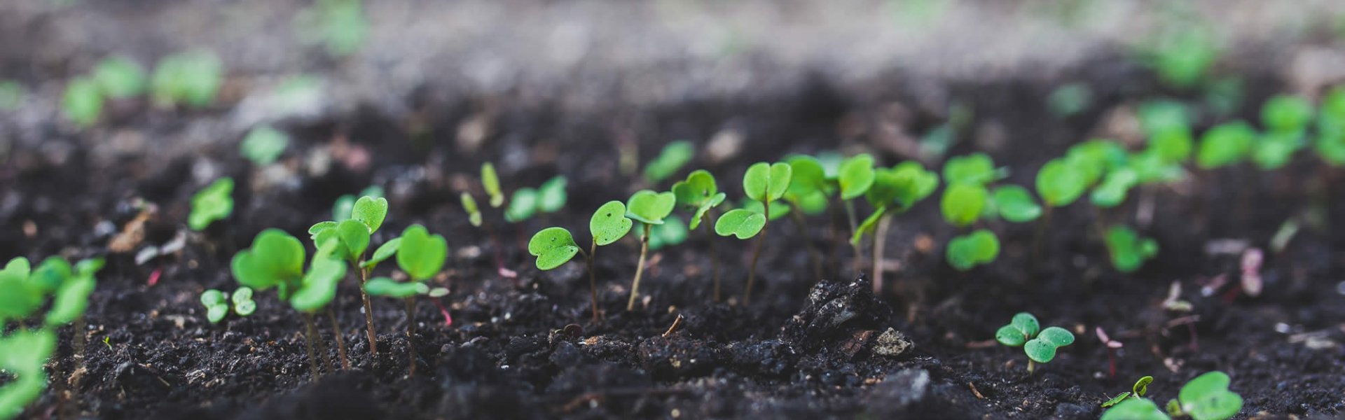 doctor grow the perfect start