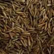 Grass seed
