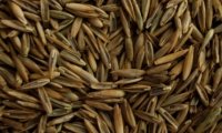 Grass seed
