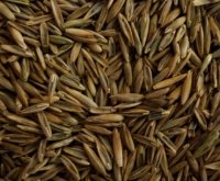 Grass seed