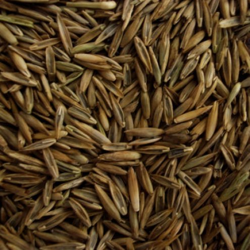 Grass seed
