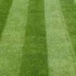 Healthy Lawn Stripes