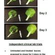 slugzilla natural slug snail repellant seaweed fertiliser